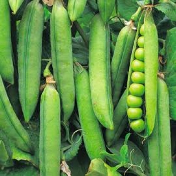 Green Pea - हरी मटर